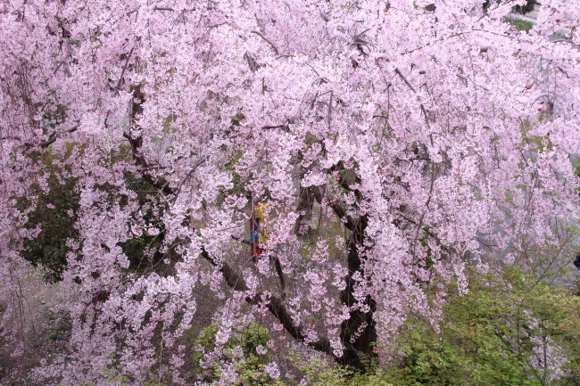 6442-15.4.3一重紅枝垂れ桜　東2階から.jpg